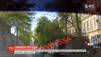 Из-за порывистого ветра в Одессе на овощную палатку упала ветка дерева