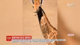 В мексиканском зоопарке не знают как назвать жирафа