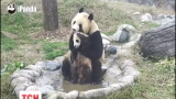 Корисувачі мережі Інтернет можуть побачити, як панда вчить своє дитинча купатися