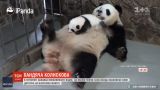 Интернет-пользователей покорило видео, на котором панда-мама укачивает своего детеныша