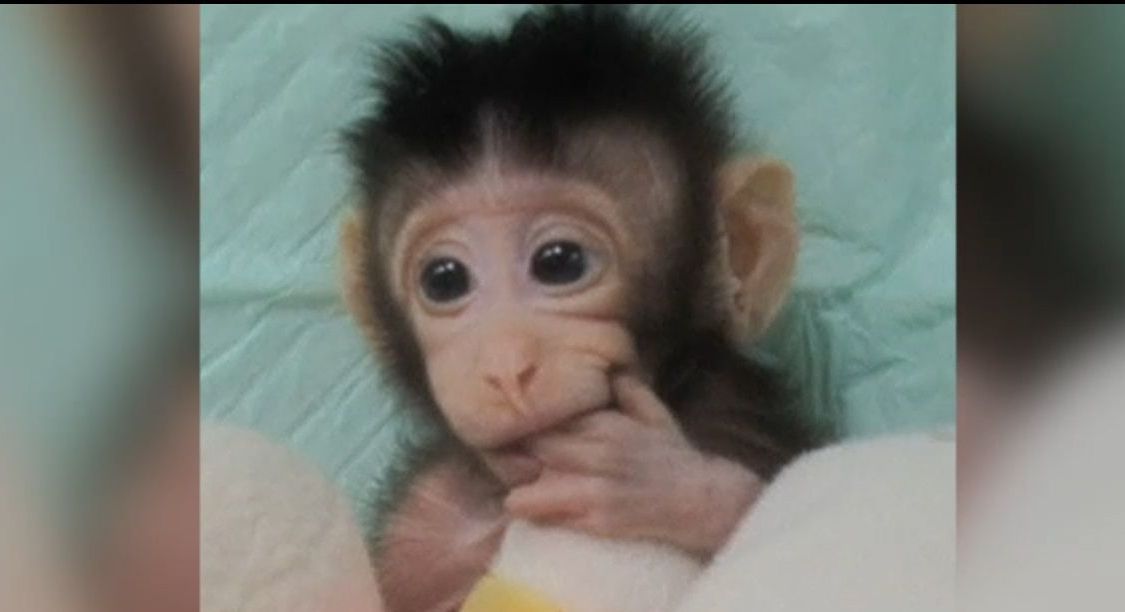 Ученые впервые смогли успешно клонировать примата