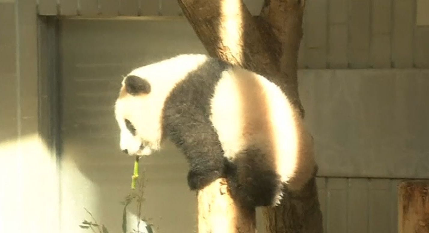 В зоопарке Китая увеличат часы посещения панды, которая росла далеко от публики полгода
