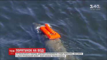 В США охранники окружающей среды спасли молодого ламантина