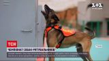 18 собаки.mp4фНовости мира: в Китае проходит чемпионат среди поисковых собак.