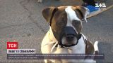 Новости Украины: в Киеве состоялся забег с собаками
