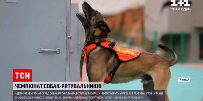 18 собаки.mp4фНовости мира: в Китае проходит чемпионат среди поисковых собак.