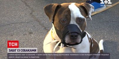 Новости Украины: в Киеве состоялся забег с собаками
