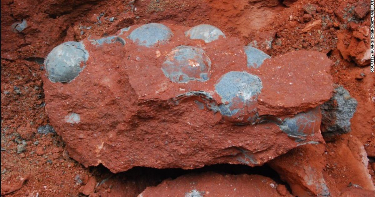 Самое большое яйцо имеет диаметр 13 сантиметров