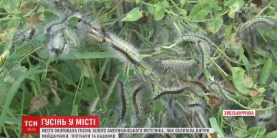 Місто Волочиськ на Хмельниччині окупувала волохата гусінь