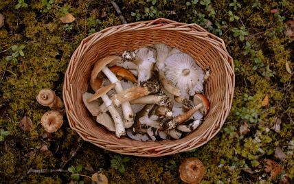 Шляпочные грибы, их строение, питание и размножение