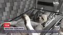 Двое военных получили тяжелые ожоги во время тушения пожаров в Луганской области