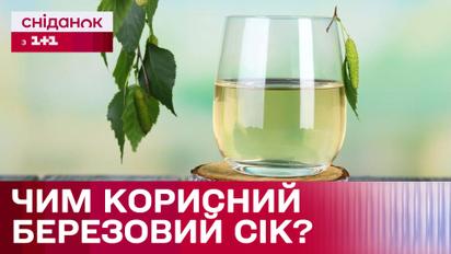 Вредит ли деревьям сбор березового сока и чем полезен этот напиток?