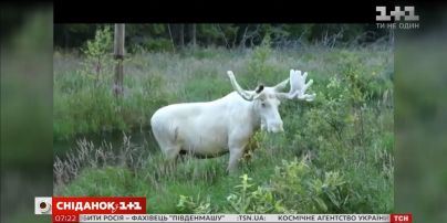 В Интернете появилось видео лося-альбиноса