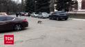 Лису с бешенством поймали прямо в центре города! Кому стоит беспокоиться и как выявить болезнь?