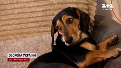 Спасли друг друга: боец приютил пса, а тот отблагодарил предупреждениями об обстреле