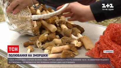 Новини України: як новачкам збирати врожай грибів зморшків