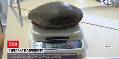 Новости мира: черепаха заблокировала работу международного аэропорта Токио