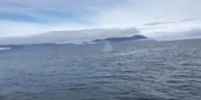 Змокли до нитки: горбатий кит ледве не перевернув човен піруетом у повітрі