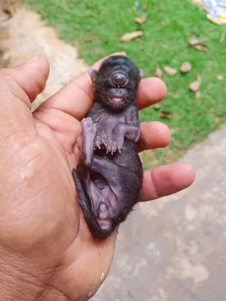 Кошеня з одним оком / © скриншот з відео