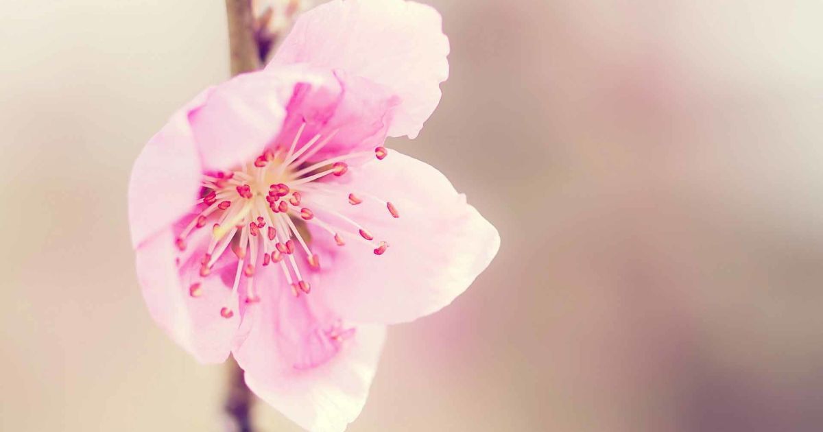 Дни духовного роста в апреле 2016 года