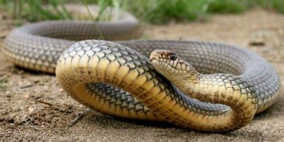 В Ровенской области в лесу женщину укусила змея: ее госпитализировали в реанимацию