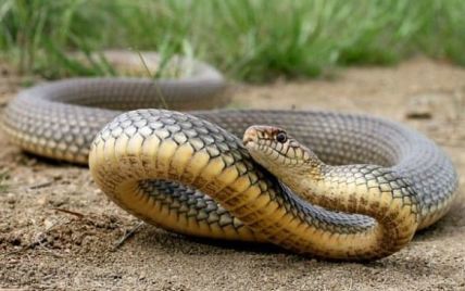 В Ровенской области в лесу женщину укусила змея: ее госпитализировали в реанимацию