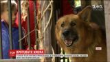Во Львове спасли собаку, на будку которой упал огромный дуб