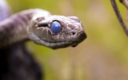 У туристичній частині Лондона помітили змію: люди були шоковані – фото