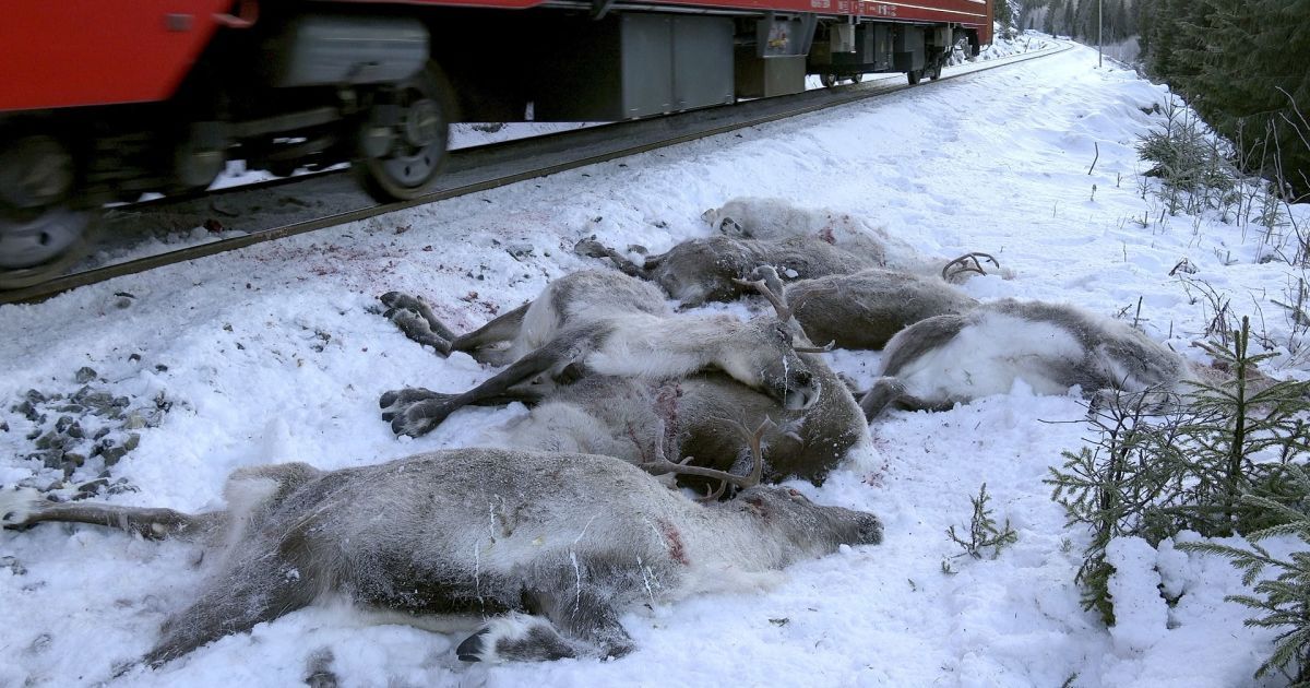 В Норвегии за четыре дня поезда сбили на смерть более сотни оленей