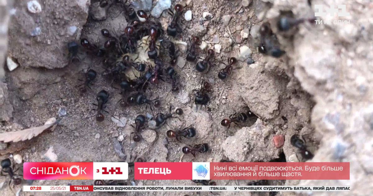 Они никогда не спят и у них два желудка – интересные факты о муравьях