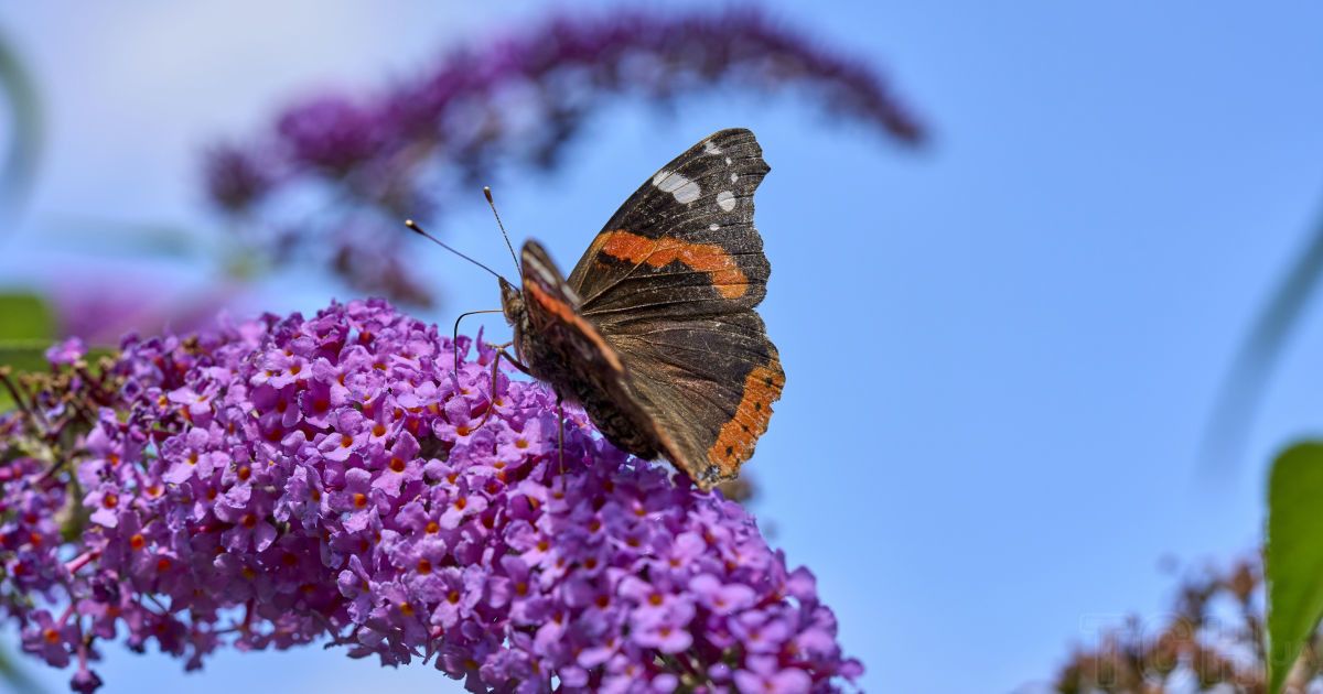 Який кущ довго цвіте