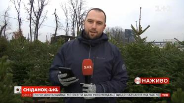 Елочные ярмарки стартовали: как выбрать легальную елку