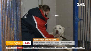 Волонтеры спасли собаку, которую подстрелили в лесу