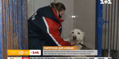 Волонтеры спасли собаку, которую подстрелили в лесу