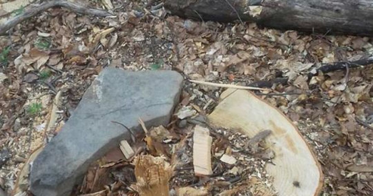 вирубка лісу_2 / © Західне регіональне управління Держприкордонслужби України