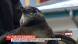 В венгерском зоопарке впервые показали младенца редкого пингвина