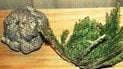 Selaginella lepidophylla