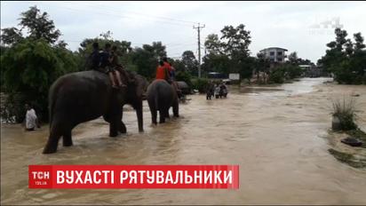 У Непалі тварини допомагають вивозити заблокованих туристів із затопленого сафарі-парку