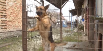На Київщині чоловік забив собаку до смерті