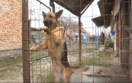 "Мене б уже нині не було": житель Львівщини розповів, як під час ракетного удару його врятував собака