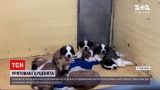 Новости мира: из рук контрабандистов спасли 101 щенка разных пород