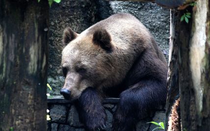 Колорадский медведь украл машину и попал в ДТП