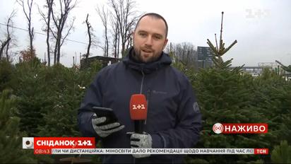 Ялинкові ярмарки стартували: як обрати легальну ялинку