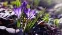 Крокуси