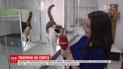 Отель, знакомые или взять с собой: где оставить питомца на праздники