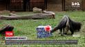 В колумбийском зоопарке подопечных угостили праздничными вкусностями | Новости мира