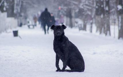У Львові викинули собаку на мороз, прив'язали до стовпа і залишили записку (відео)