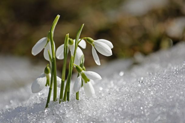 Народні прикмети 1 березня / © pixabay.com