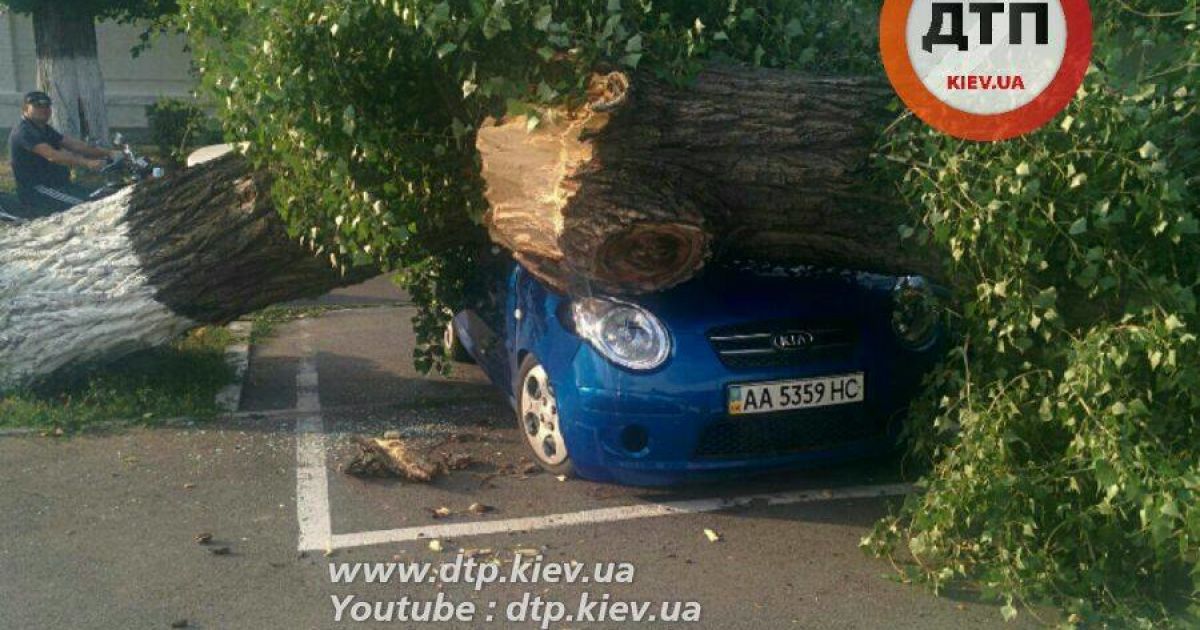 В Киеве огромное дерево упало на припаркованные авто