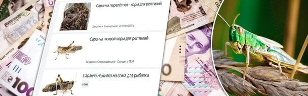 Неожиданный бизнес на саранче: продавцов могут наказать штрафами